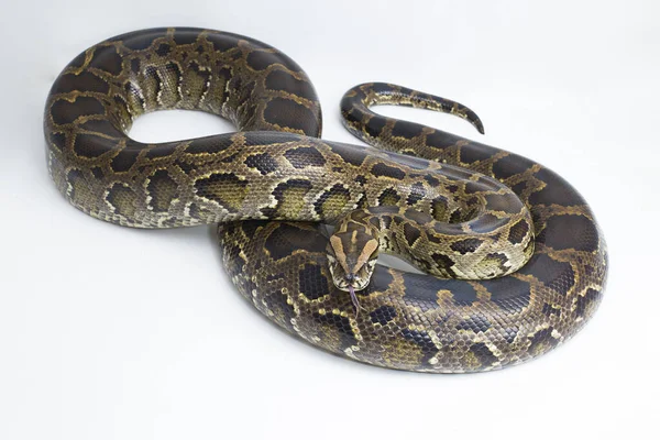 Snake Burma Python Python Molurus Bivittatus 分离于白色背景 — 图库照片