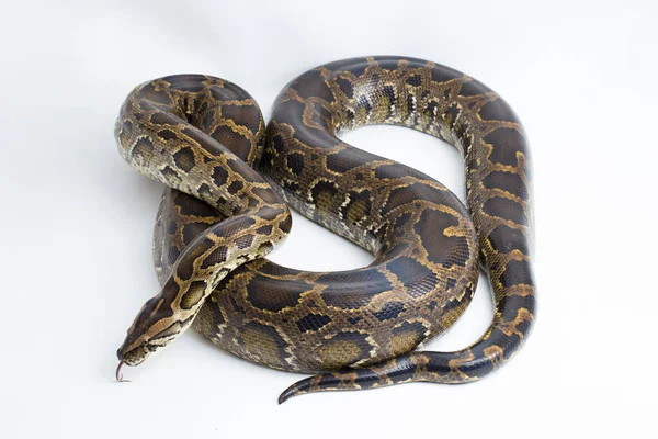Yılan Burma Python, Python molurus bivittatus, beyaz arkaplanda izole edilmiş.