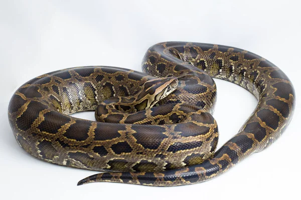 Slang Birmaanse Python Python Molurus Bivittatus Geïsoleerd Witte Achtergrond — Stockfoto