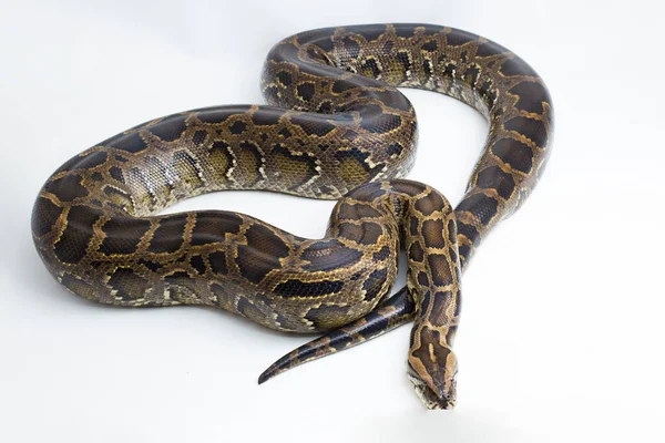 Snake Burmese Python Python Molurus Bivittatus Isolado Sobre Fundo Branco — Fotografia de Stock