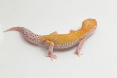 Leopard gecko, Eublepharis macularius, isolated on background