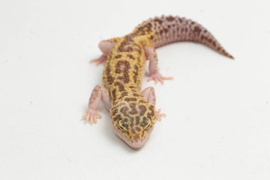 Leopard gecko, Eublepharis macularius, isolated on background