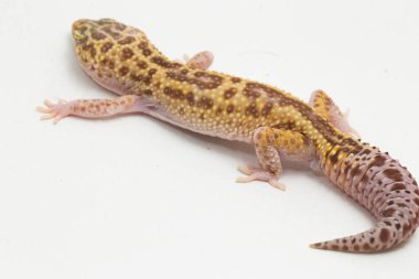 Leopard gecko, Eublepharis macularius, isolated on background