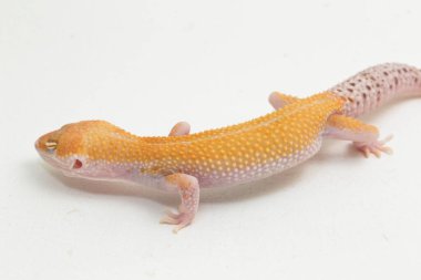 Leopard gecko, Eublepharis macularius, isolated on background