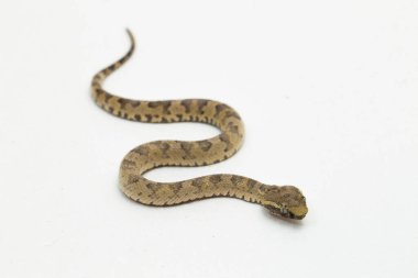 Düz burunlu pitenger yılanı Trimeresurus Puniceus beyaz arka planda izole edilmiş.