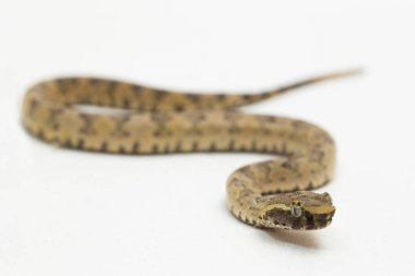 Düz burunlu pitenger yılanı Trimeresurus Puniceus beyaz arka planda izole edilmiş.