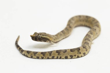 Düz burunlu pitenger yılanı Trimeresurus Puniceus beyaz arka planda izole edilmiş.