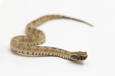 Düz burunlu pitenger yılanı Trimeresurus Puniceus beyaz arka planda izole edilmiş.