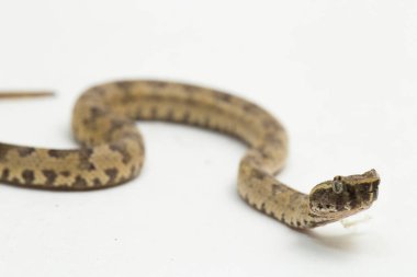 Düz burunlu pitenger yılanı Trimeresurus Puniceus beyaz arka planda izole edilmiş.