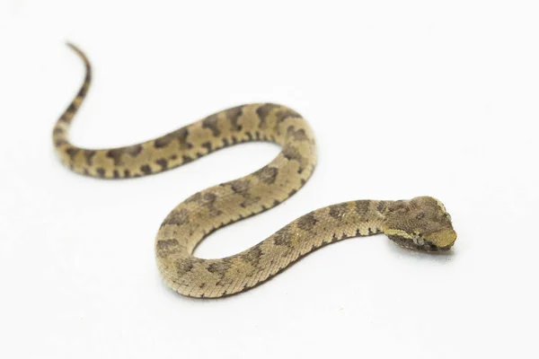 Serpiente Pitviper Nariz Plana Trimeresurus Puniceus Aislada Sobre Fondo Blanco — Foto de Stock