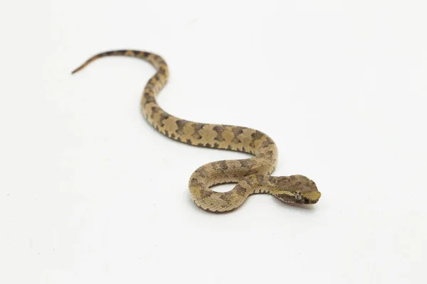 Flachnasennatter Trimeresurus Puniceus Isoliert Auf Weißem Hintergrund — Stockfoto