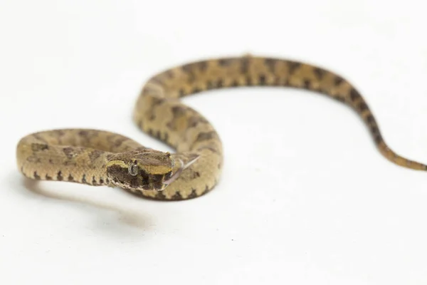 Flat Nosed Pitviper Snake Trimeresurus Puniceus Isolated White Background — Stockfoto