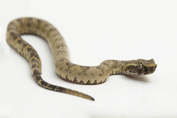 Serpente Pitvipera Dal Naso Piatto Trimeresurus Puniceus Isolato Fondo Bianco — Foto Stock