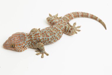 Tokay Gecko (Gekko gecko) beyaz arkaplanda izole edildi.