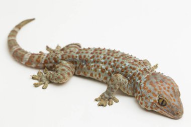 Tokay Gecko (Gekko gecko) beyaz arkaplanda izole edildi.