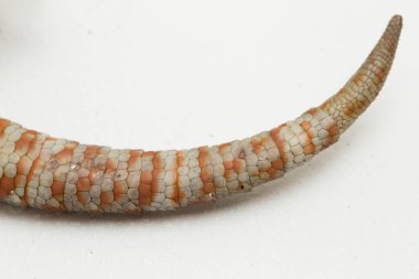 Tokay Gecko (Gekko gecko) beyaz arkaplanda izole edildi.