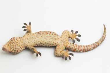 Tokay Gecko (Gekko gecko) beyaz arkaplanda izole edildi.