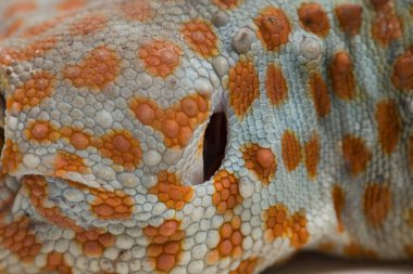 Tokay Gecko (Gekko gecko) beyaz arkaplanda izole edildi.