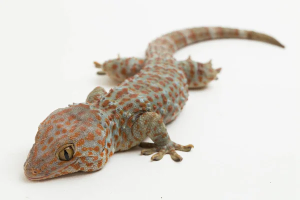 Tokay Gecko Gekko Gecko Απομονωμένο Λευκό Φόντο — Φωτογραφία Αρχείου