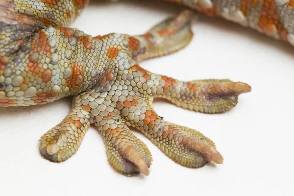 Tokay Gecko Gekko Gecko Izolowany Białym Tle — Zdjęcie stockowe