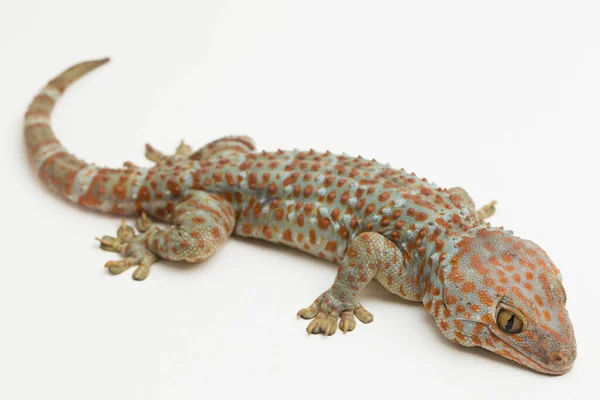 Tokay Gecko (Gekko gecko) beyaz arkaplanda izole edildi.