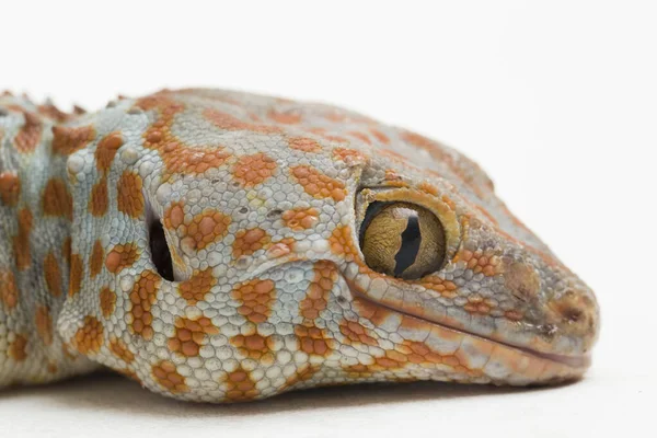 Tokay Gecko Gekko Gecko Isoliert Auf Weißem Hintergrund — Stockfoto