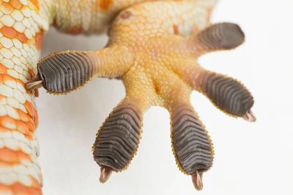 Tokay Gecko Gekko Gecko Isolado Fundo Branco — Fotografia de Stock