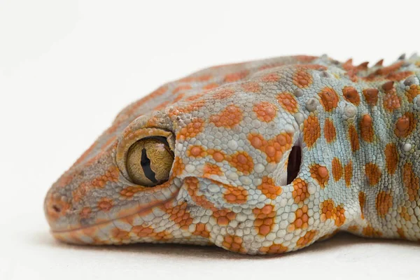 Tokay Gecko Gekko Gecko Isoliert Auf Weißem Hintergrund — Stockfoto