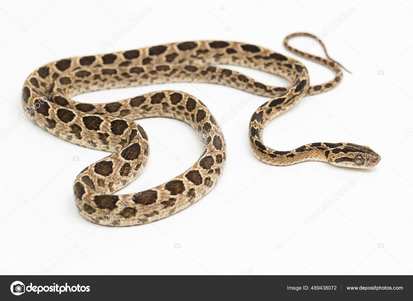 Tojik bilan jinsiy aloqa Yanina Studilina ishtirokidagi porno videolar