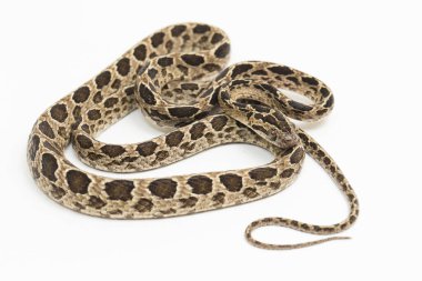 Benekli kedi yılanı Boiga Multomaculata beyaz arka planda izole edilmiştir.