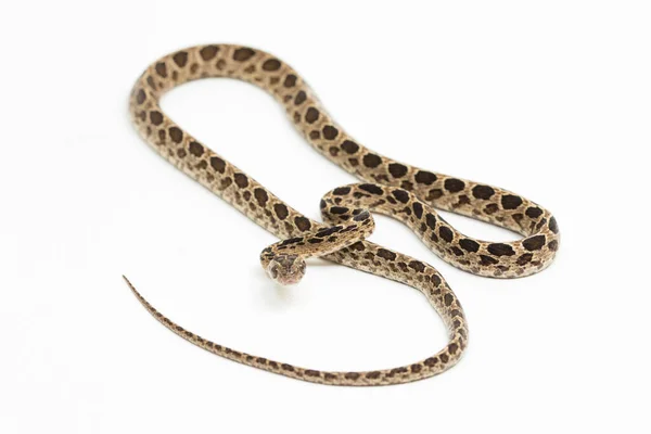 Serpent Chat Nombreuses Taches Boiga Multomaculata Isolé Sur Fond Blanc — Photo