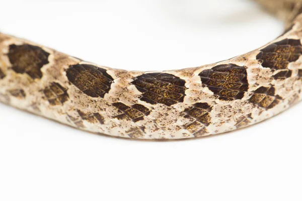 Serpiente Gato Muchas Manchas Boiga Multomaculata Aislado Sobre Fondo Blanco —  Fotos de Stock