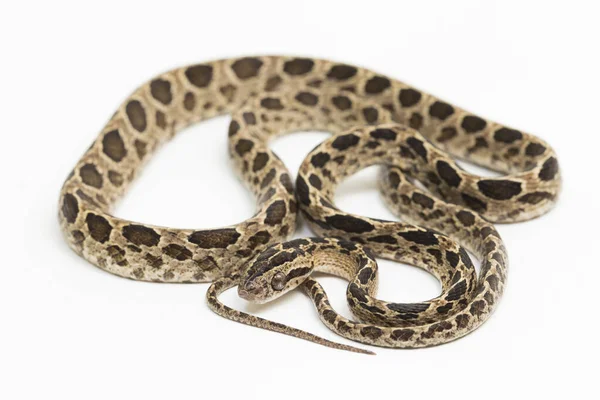 Serpiente Gato Muchas Manchas Boiga Multomaculata Aislado Sobre Fondo Blanco — Foto de Stock