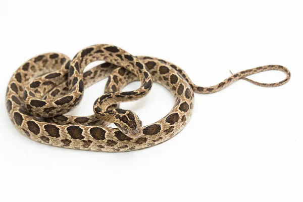 Serpiente Gato Muchas Manchas Boiga Multomaculata Aislado Sobre Fondo Blanco — Foto de Stock