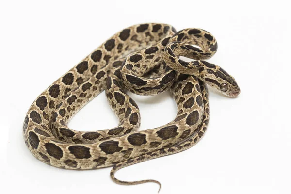 Serpent Chat Nombreuses Taches Boiga Multomaculata Isolé Sur Fond Blanc — Photo