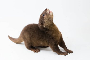 Asyalı küçük pençeli su samuru, aynı zamanda doğulu küçük pençeli su samuru ya da kısaca küçük pençeli su samuru olarak da bilinir.