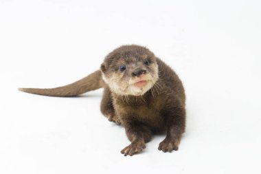 Asian small-clawed otter, also known as the oriental small-clawed otter or simply small-clawed otter isolated white background clipart