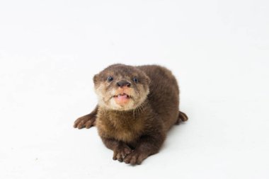 Asian small-clawed otter, also known as the oriental small-clawed otter or simply small-clawed otter isolated white background clipart