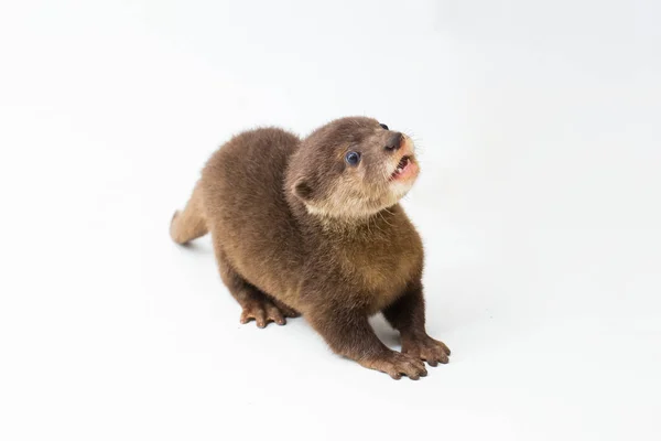 Aziatische Otter Met Kleine Klauwen Ook Bekend Als Oosterse Otter — Stockfoto