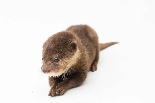 Aziatische Otter Met Kleine Klauwen Ook Bekend Als Oosterse Otter — Stockfoto