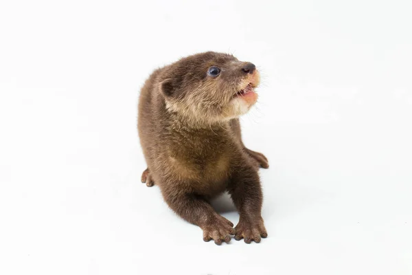 Asian Small Clawed Otter Also Known Oriental Small Clawed Otter — Stock Photo, Image