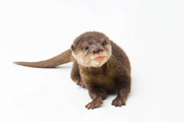 Lontra Asiática Garra Pequena Também Conhecida Como Lontra Oriental Garra — Fotografia de Stock