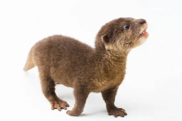 Loutre Asiatique Petites Griffes Également Connue Sous Nom Loutre Orientale — Photo