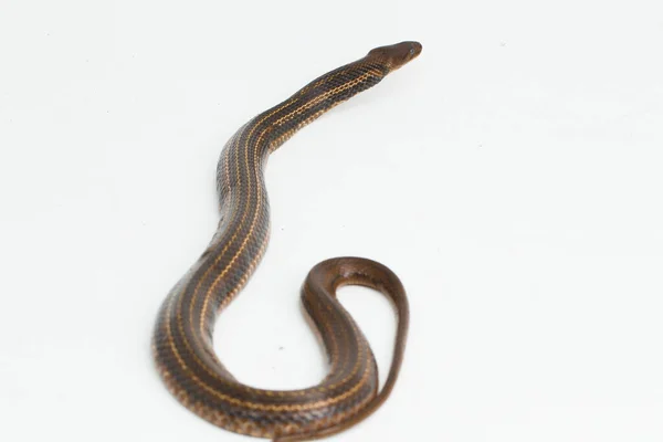 Keelback Carreaux Fowlea Piscator Serpent Eau Asiatique Isolé Sur Fond — Photo