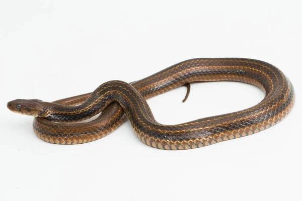 Keelback Carreaux Fowlea Piscator Serpent Eau Asiatique Isolé Sur Fond — Photo