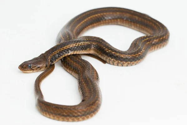 Quilla Cuadros Fowlea Piscator Serpiente Asiática Agua Aislado Sobre Fondo —  Fotos de Stock