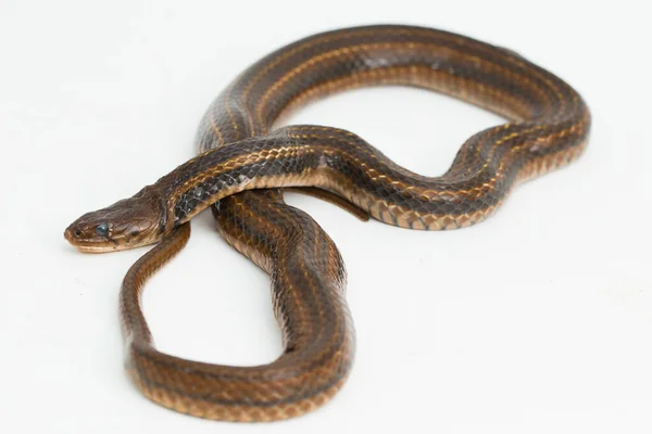 Keelback Carreaux Fowlea Piscator Serpent Eau Asiatique Isolé Sur Fond — Photo