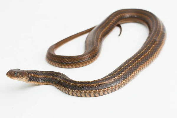 Keelback Carreaux Fowlea Piscator Serpent Eau Asiatique Isolé Sur Fond — Photo