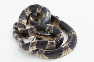 Son derece zehirli, Malezya Krait veya Mavi Krait (Bungarus candidus) beyaz arka planda izole edilmiş