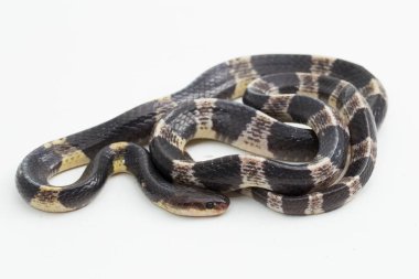 Son derece zehirli, Malezya Krait veya Mavi Krait (Bungarus candidus) beyaz arka planda izole edilmiş